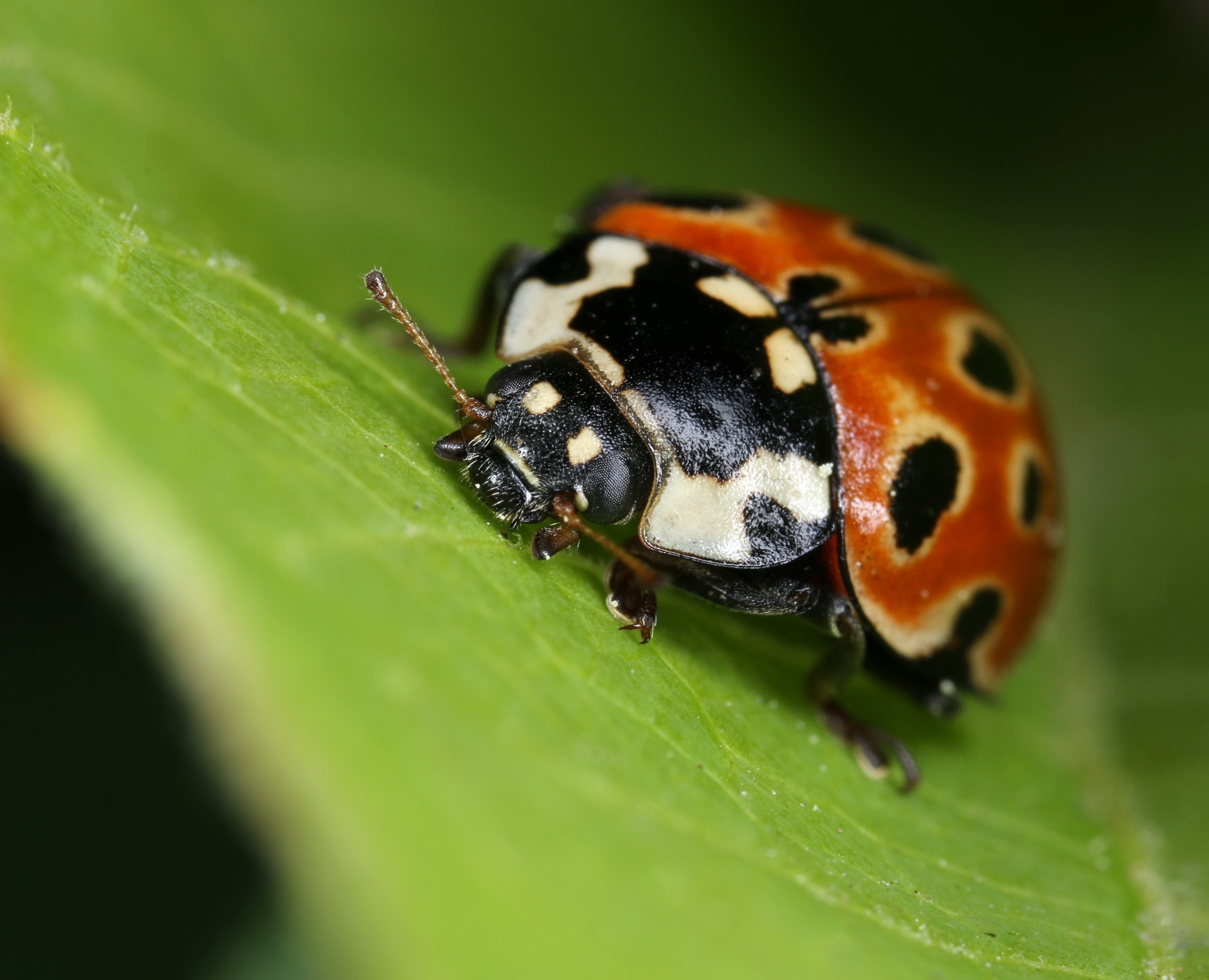 Lady Bird Deeds